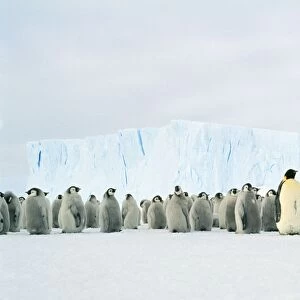 Emperor Penguin - Adult & young in creche