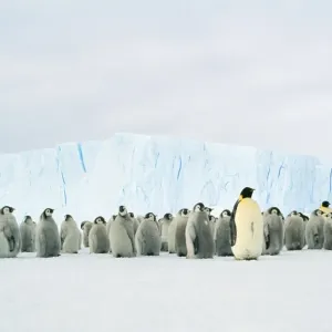 Emperor Penguin - Adult & young in creche Emperor Penguin - Adult & young in creche