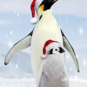 Emperor Penguin - adult with young wearing red Santa Christmas hats