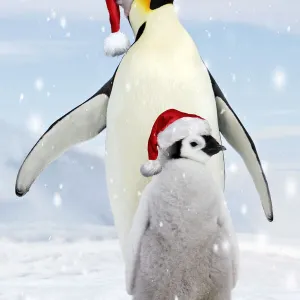 Emperor Penguin - adult with young wearing red Santa Christmas hats