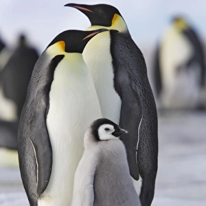 Emperor Penguin - adults and chick. Snow hill island - Antarctica