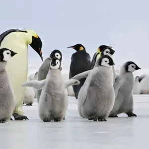 Emperor Penguin - adults and chicks. Snow hill island - Antarctica