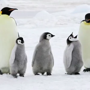 Emperor Penguin - adults with three chicks. Snow hill island - Antarctica