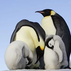 Emperor Penguin - adults & chicks sleeping. Snow hill island - Antarctica