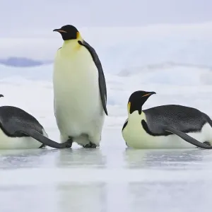 Emperor Penguin - three adults. Snow hill island - Antarctica Emperor Penguin - three adults. Snow hill island - Antarctica