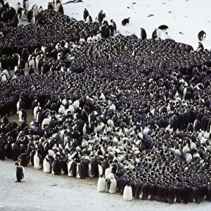 Emperor Penguin Antarctica