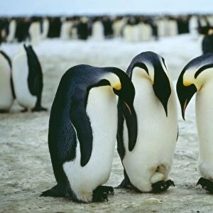 Emperor Penguin Antarctica