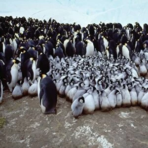 Emperor Penguin AU 75/GR Creche & Adult birds, Antarctica. Aptenodytes forsteri © G. Robertson / ARDEA LONDON
