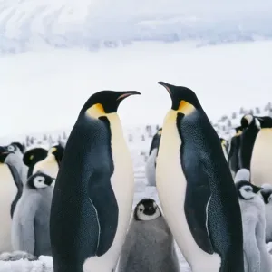 Emperor Penguin With chick Emperor Penguin With chick