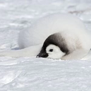 Emperor Penguin - Chick Eating Snow Aptenodytes forsteri Snow Hill Island Antarctica BI011930