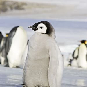 Emperor Penguin - chick lifting feet off ice to keep warm. Snow hill island - Antarctica