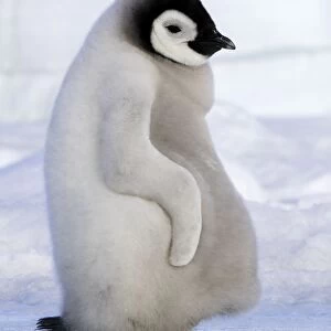Emperor Penguin - chick resting on ice. Snow hill island - Antarctica
