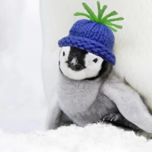Emperor Penguin - chick sheltering on adult's feet with woolly hat Digital Manipulation: Hat SU - added snow to cover feet