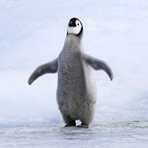 Emperor Penguin - chick singing'. Snow hill island - Antarctica