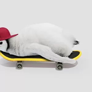 Emperor Penguin, chick on skateboard wearing baseball cap