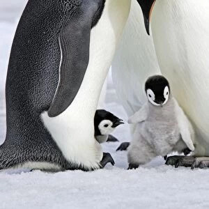 Emperor Penguin - chick stepping onto adult's feet. Snow hill island - Antarctica