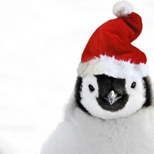 Emperor Penguin - chick wearing Christmas hat. Snow hill island - Antarctica Digital Manipulation: Hat Su