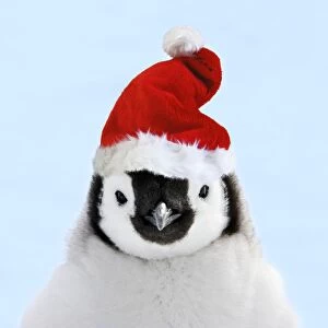 Emperor Penguin - chick wearing Christmas hat. Snow hill island - Antarctica Digital Manipulation: Hat Su, Changed background