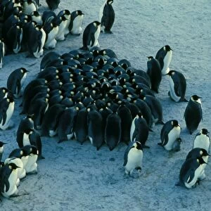 Emperor penguin - chicks huddled together for warmth