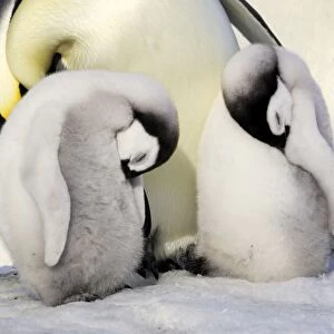 Emperor Penguin - two chicks sleeping. Snow hill island - Antarctica
