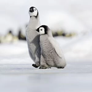 Emperor Penguin - two chicks walking across ice. Snow hill island - Antarctica
