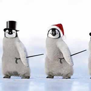 Emperor Penguin - three chicks wearing a top hat a Christmas hat and carrying canes Digital Manipulation: Penguins combined - altered faces & bodies - Christmas hat (JD) - Top hat (ardea) 