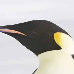Emperor Penguin - Close-up of head. Snow hill island Antarctica Aptenodytes forsteri Emperor Penguin - Close-up of head. Snow hill island Antarctica Aptenodytes forsteri