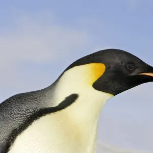 Emperor Penguin - close-up of head. Snow hill island - Antarctica Emperor Penguin - close-up of head. Snow hill island - Antarctica