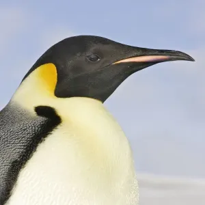 Emperor Penguin - close-up of head. Snow hill island - Antarctica Emperor Penguin - close-up of head. Snow hill island - Antarctica