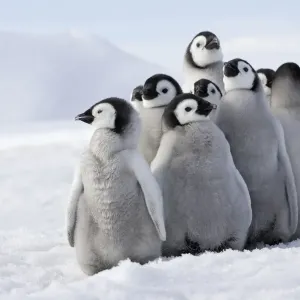 Emperor Penguin - group of chicks. Snow hill island - Antarctica Emperor Penguin - group of chicks. Snow hill island - Antarctica