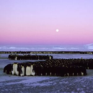 Emperor penguin - large group huddling