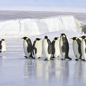 Emperor Penguin - line of adults standing on ice. Snow hill island - Antarctica