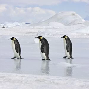 Emperor Penguin - line of four adults walking across ice. Snow hill island - Antarctica