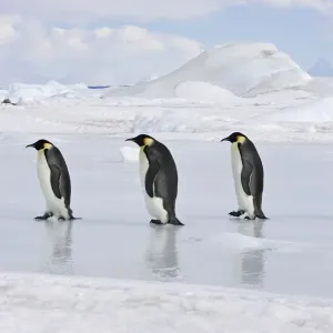 Emperor Penguin - line of four adults walking across ice. Snow hill island - Antarctica Emperor Penguin - line of four adults walking across ice. Snow hill island - Antarctica
