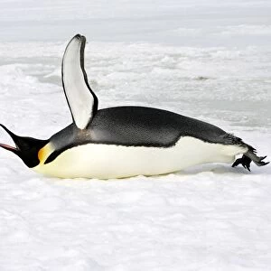 Emperor Penguin - lying on ice - calling. Snow hill island - Antarctica