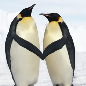 Emperor Penguin - pair holding hands / wings Digital Manipulation: cleaned up background - lightened blue sky - moved wings Emperor Penguin - pair holding hands / wings Digital Manipulation: cleaned up background - lightened blue sky - moved wings