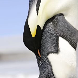 Emperor Penguin - Preening. Snow hill island Antarctica