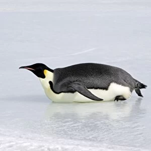 Emperor Penguin - sliding across ice. Snow hill island - Antarctica
