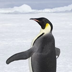 Emperor Penguin - on Snow Aptenodytes forsteri Snow Hill Island Antarctica BI011735