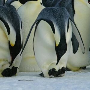 Emperor Penguins - two birds bending down to check the eggs on their feet - Antarctica OLI00023