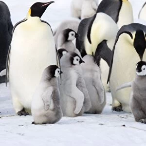Emperor Penquin - With chicks and one with Happy Feet - Snow Hill Island, Antarctica, Antarctic October