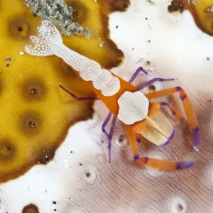 Emperor Shrimp - on a Sea Cucumber - Indonesia Emperor Shrimp - on a Sea Cucumber - Indonesia