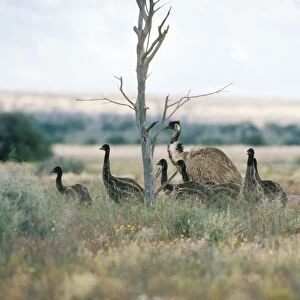 Emu - male & young - New South Wales Australia
