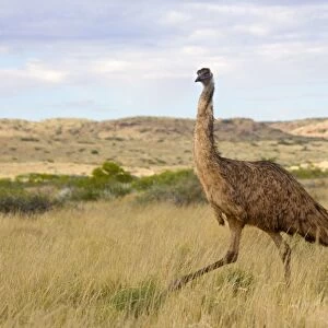Emu - wideangle shot of an adult emu stalking through grassland - Cape Range National Park, Western Australia, Australia