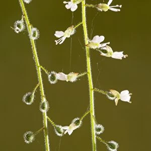 Enchanter's nightshade (Circaea lutetiana) in flower and fruit, with bristle-covered animal-distributed seeds, Dorset