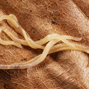 Enchytraeid Worms Aggregtion, UK
