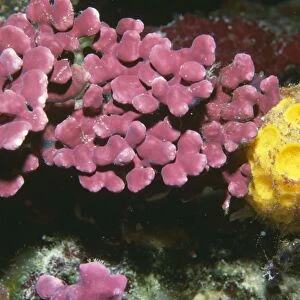Encrusting coralline Algae and Yellow Sponge - Indonesia
