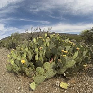 Engelmann's Prickly Pear Cacti Whole plant showing flowers Saguaro National Park, Arizona