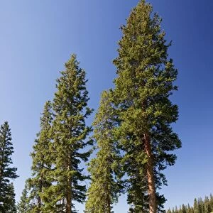 Engelman's Spruce - in Rustler's Gulch, Maroon Bells-Snowmass Wilderness, near Crested Butte, The Rockies, Colorado, USA, North America
