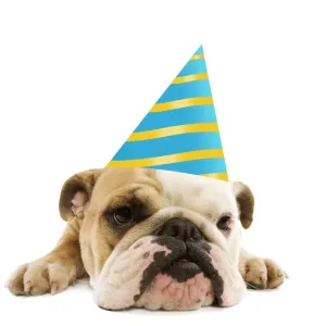 English Bulldog - lying down wearing party hat Digital Manipulation: hat (ardea) English Bulldog - lying down wearing party hat Digital Manipulation: hat (ardea)